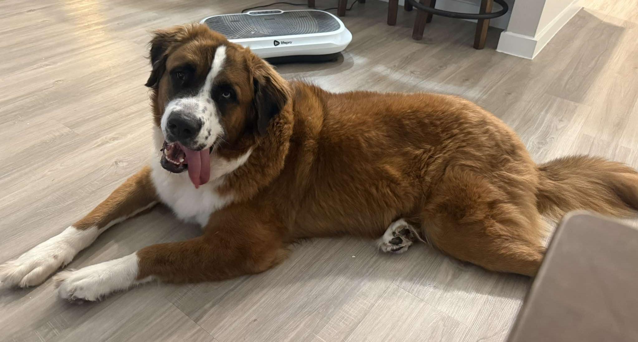 Enlarge Teddy bear, a Adoptable mixed breed in McKinney, TX image 6/6