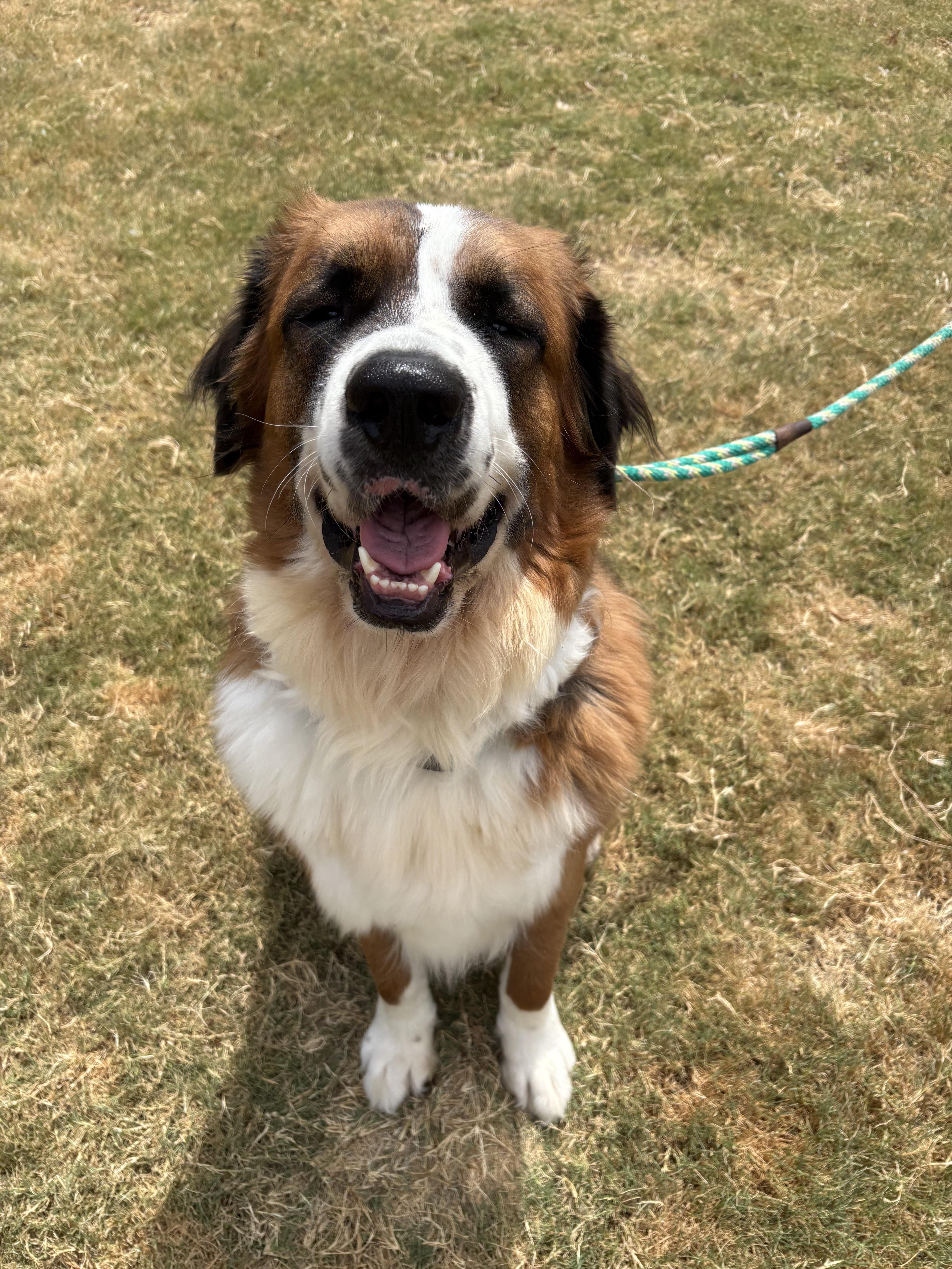 Enlarge Teddy bear, a Adoptable mixed breed in McKinney, TX image 2/6
