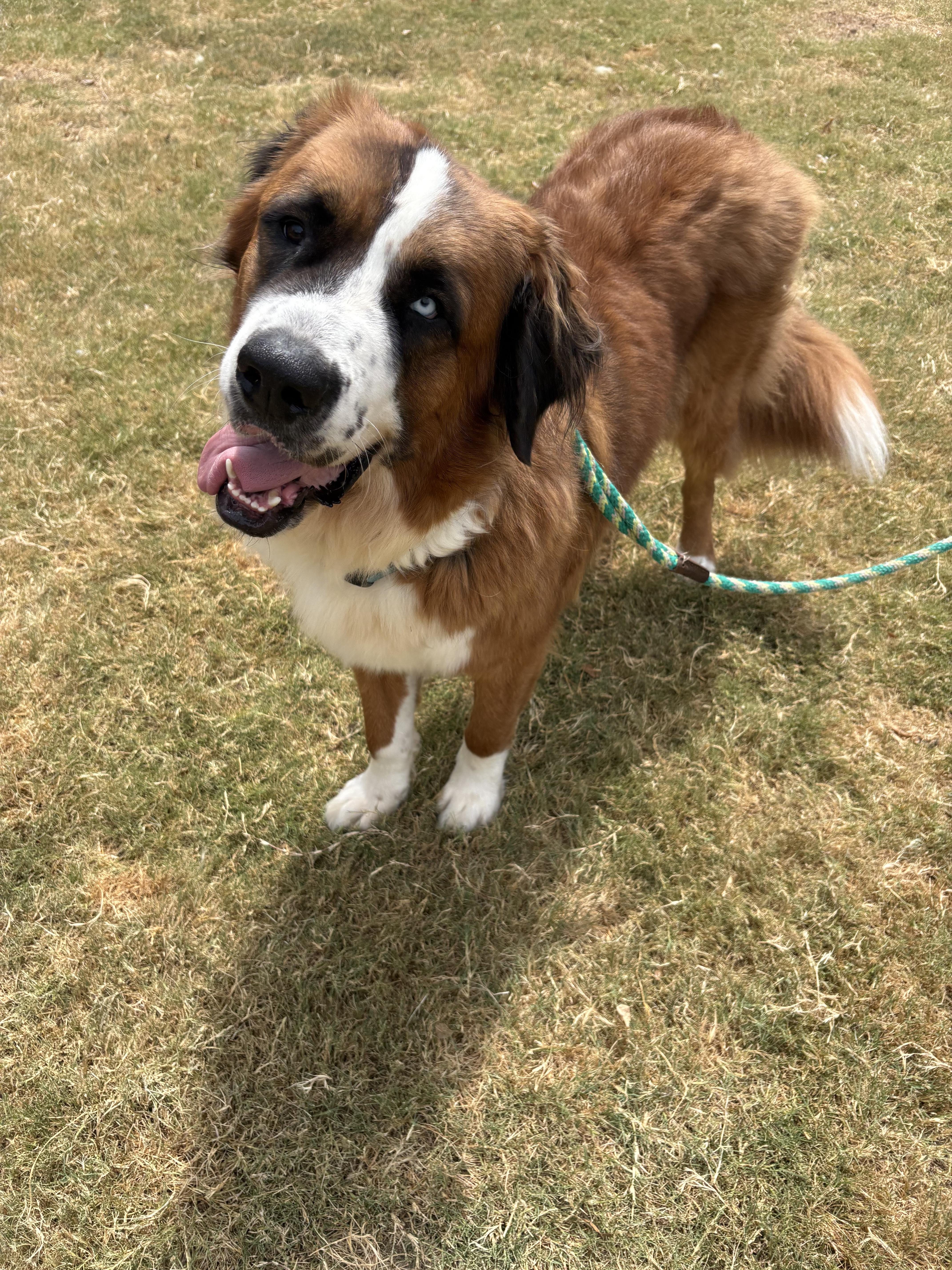 Enlarge Teddy bear, a Adoptable mixed breed in McKinney, TX image 3/6