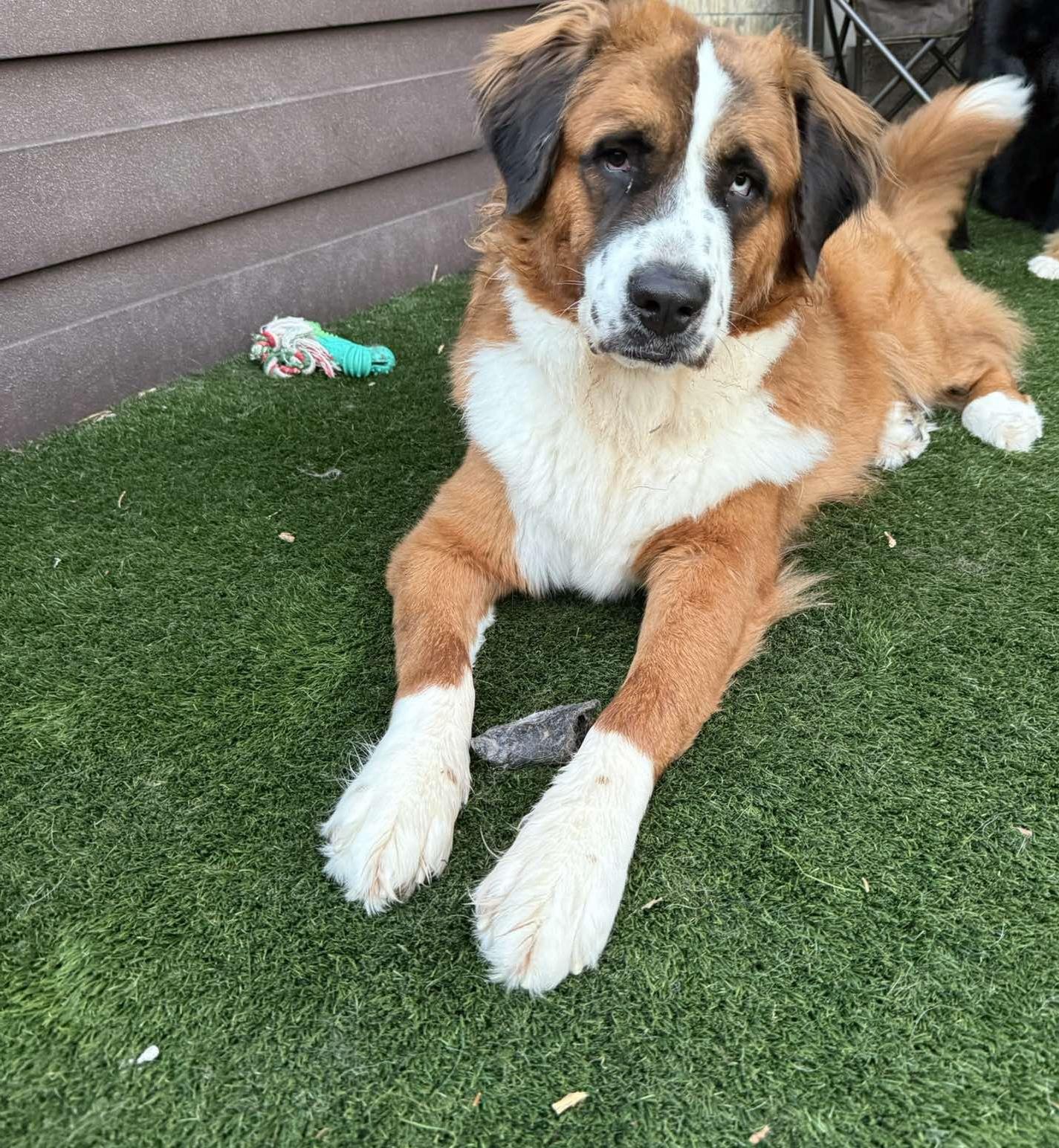 Enlarge Teddy bear, a Adoptable mixed breed in McKinney, TX image 5/6