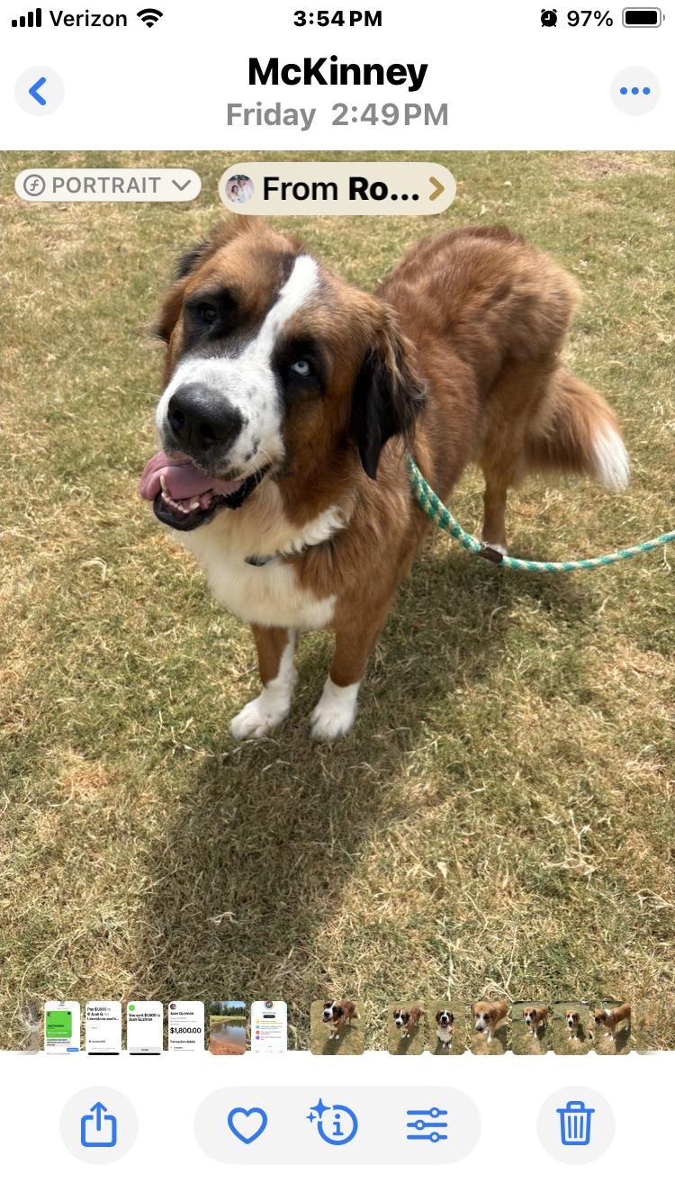 Teddy bear, Adoptable, Adult Male Saint Bernard.