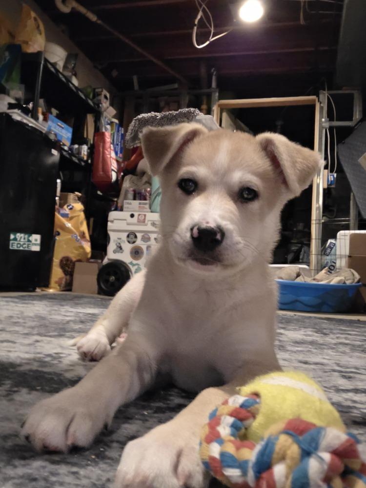 Bear (26-011 D), Adoptable, Puppy Male Husky.