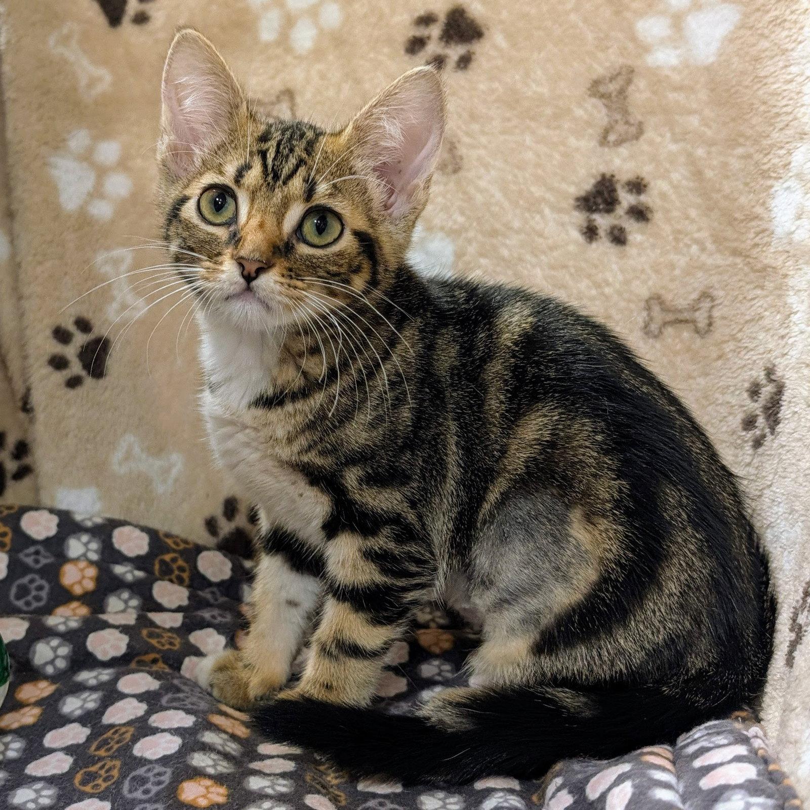 Fiona, Adopted, Kitten Female Tabby & Domestic Short Hair.
