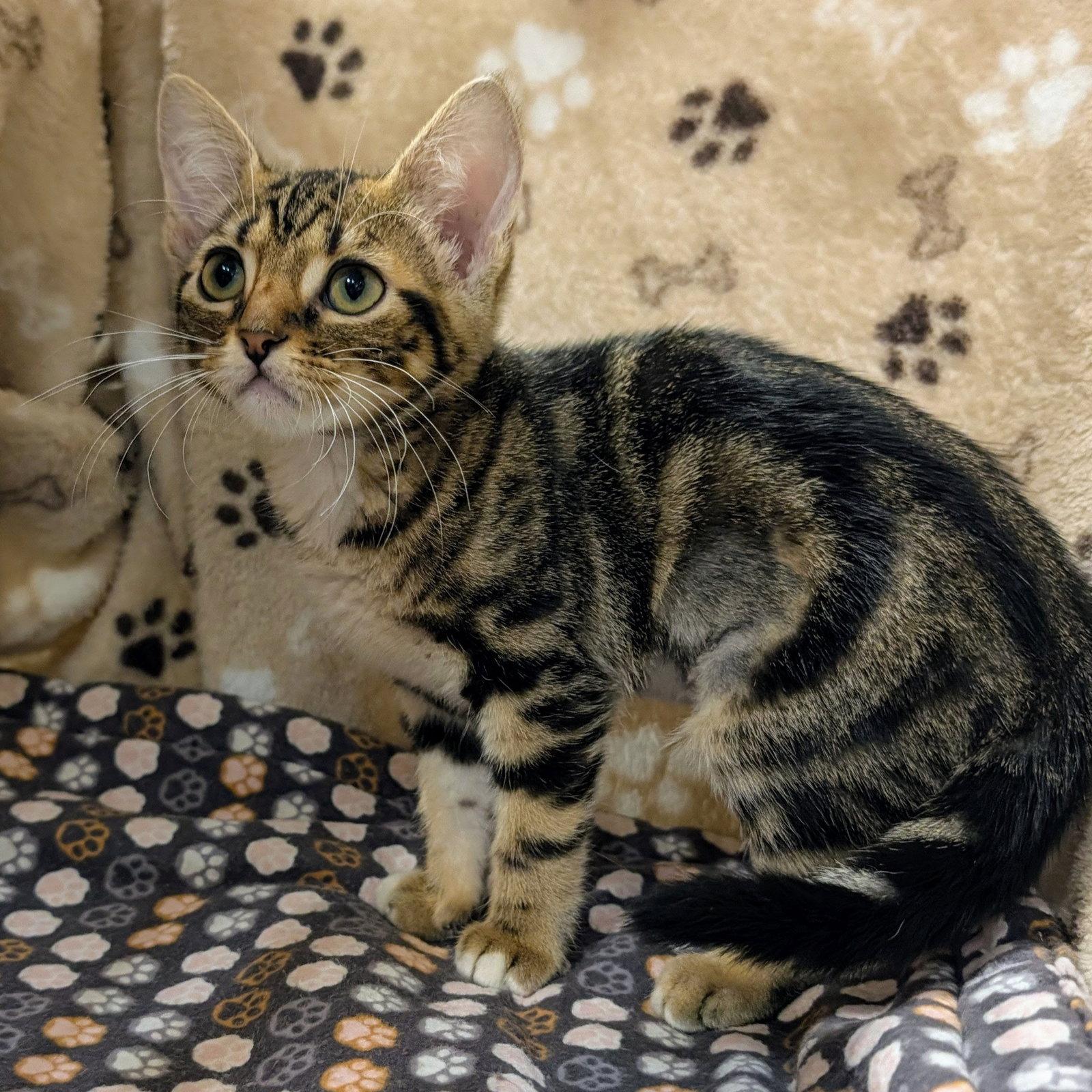 Enlarge Fiona, a Adopted mixed breed in Garland, TX image 3/3