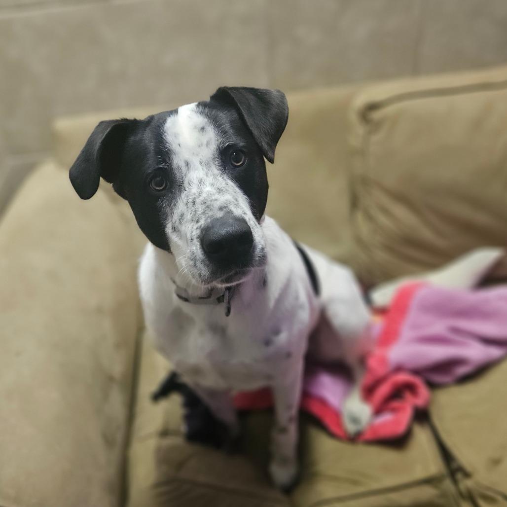 Ziggy, Adoptable, Adult Male Hound & Black Labrador Retriever.