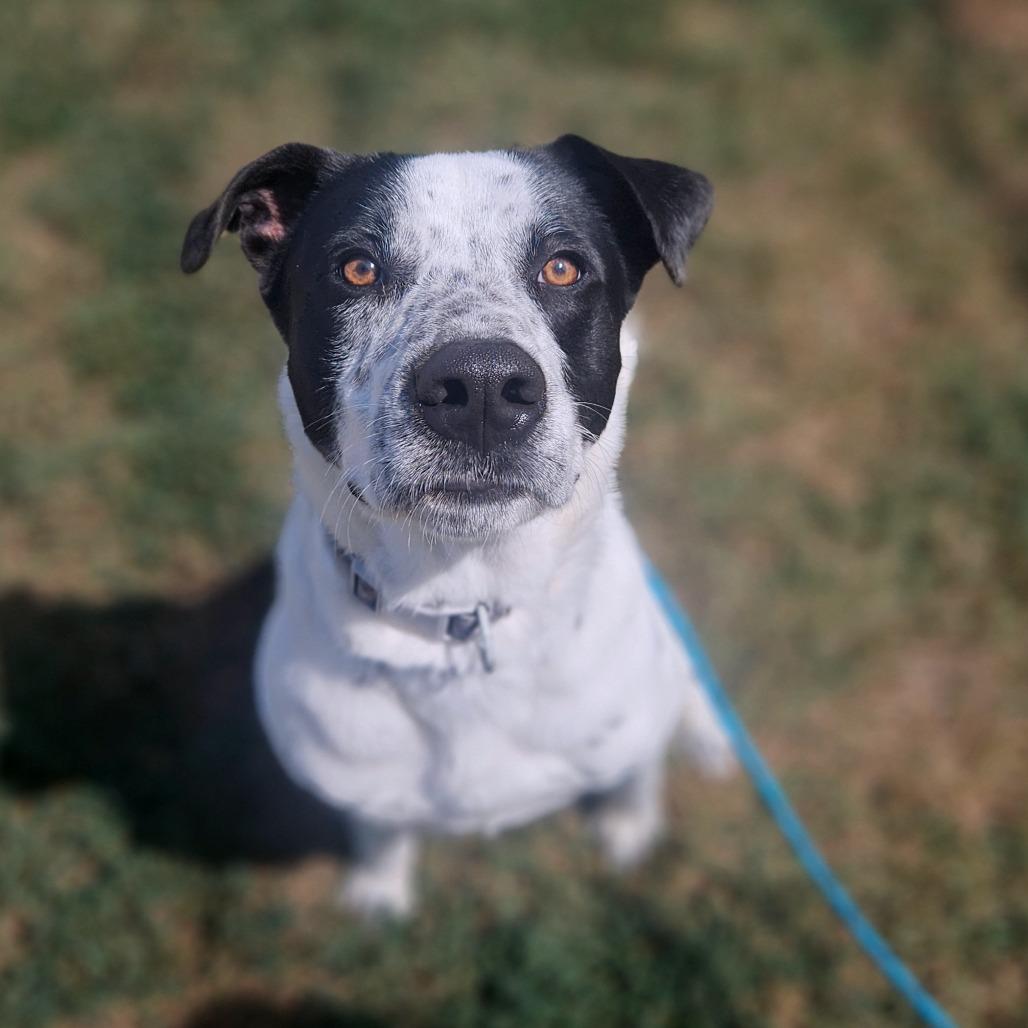Enlarge Ziggy, a Adoptable mixed breed in Springfield, MO image 2/6
