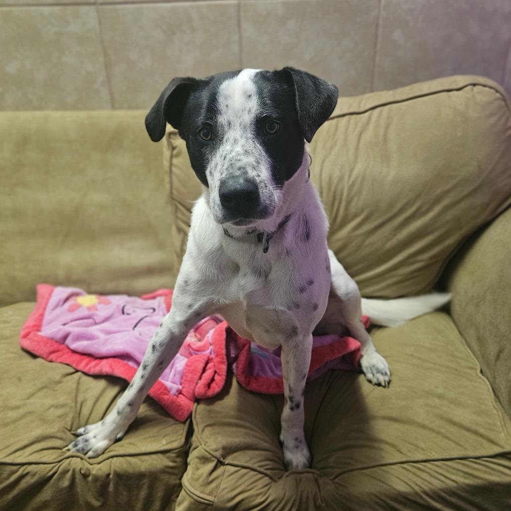 Enlarge Ziggy, a Adoptable mixed breed in Springfield, MO image 4/6