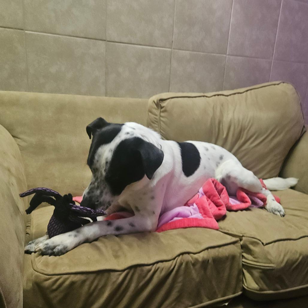 Enlarge Ziggy, a Adoptable mixed breed in Springfield, MO image 5/6
