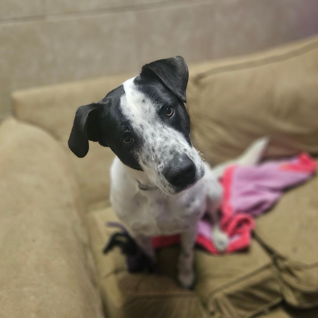 Enlarge Ziggy, a Adoptable mixed breed in Springfield, MO image 6/6