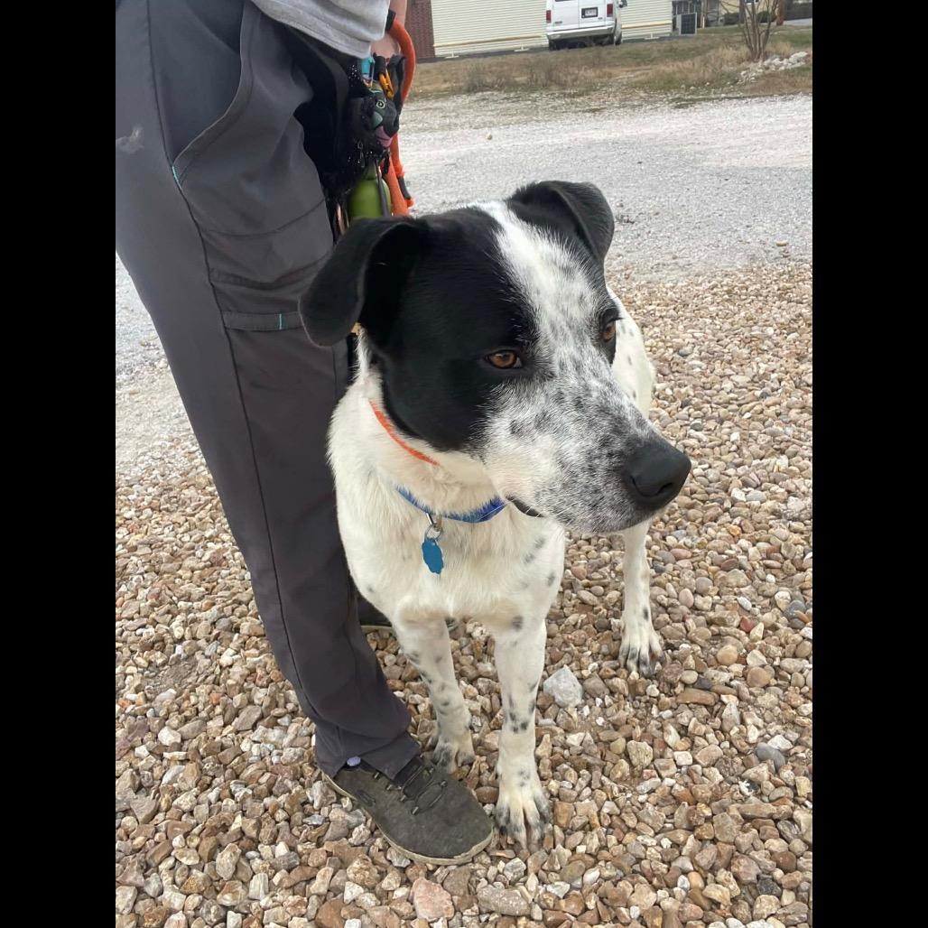 Ziggy, a Adoptable mixed breed in Springfield, MO image 4/6