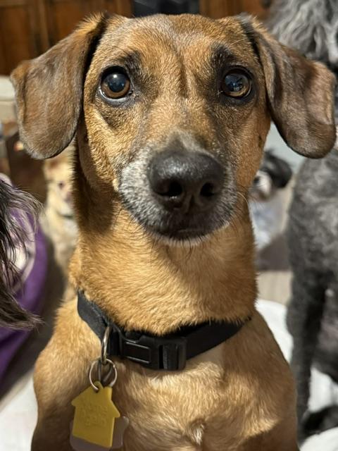 Enlarge Chucky, a Adoptable mixed breed in Temple, TX image 1/5