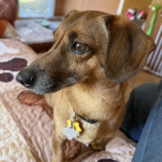 Enlarge Chucky, a Adoptable mixed breed in Temple, TX image 2/5