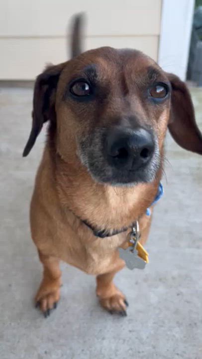 Enlarge Chucky, a Adoptable mixed breed in Temple, TX video 4/5
