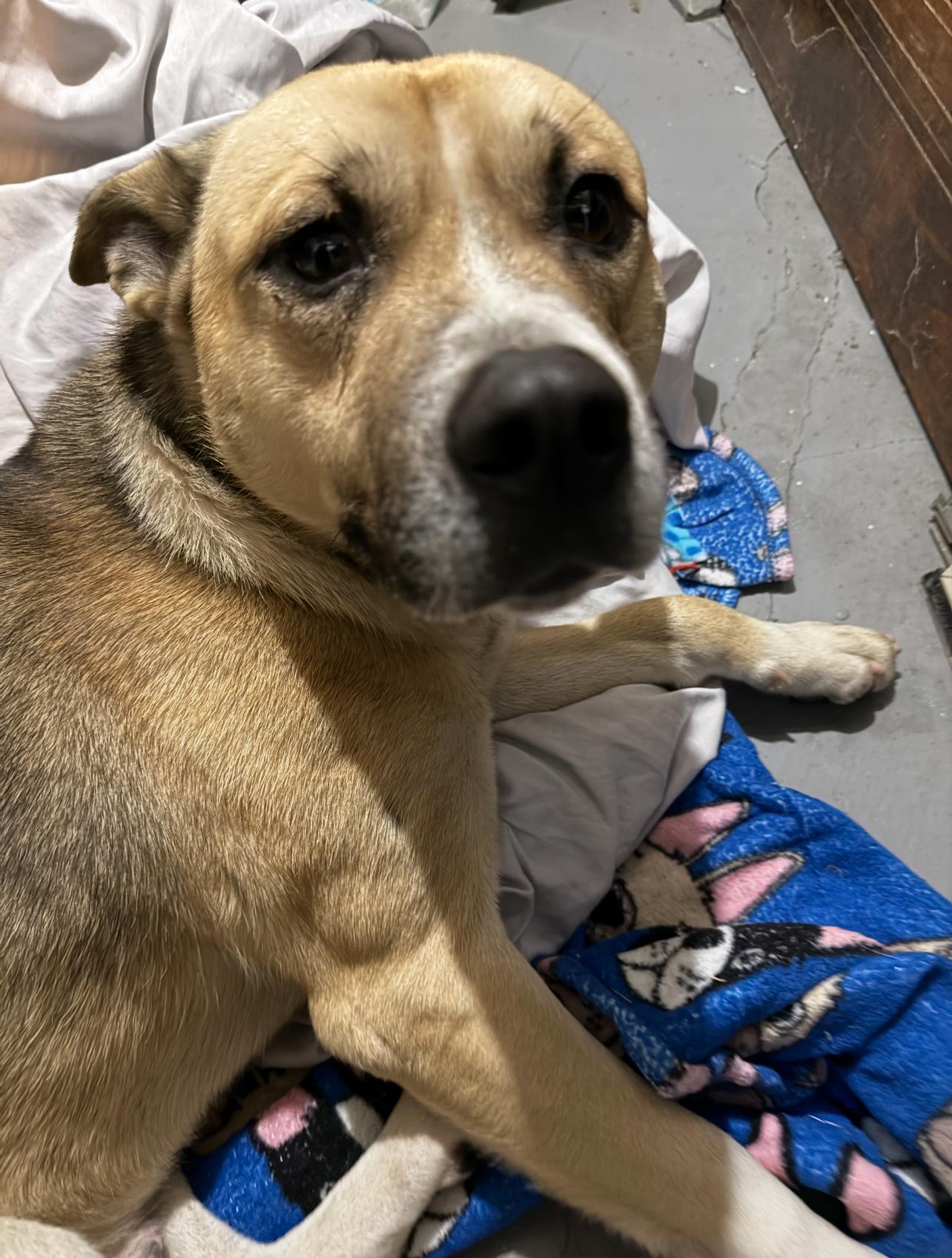 Enlarge Buddy#2-Pending!, a ADOPTABLE mixed breed in Detroit, MI image 1/1