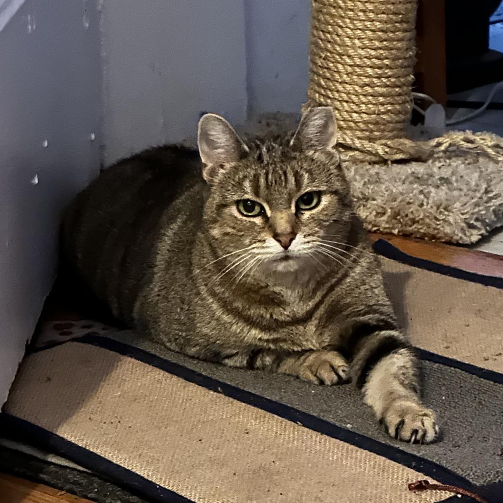 Filena, Adoptable, Senior Female Domestic Short Hair.