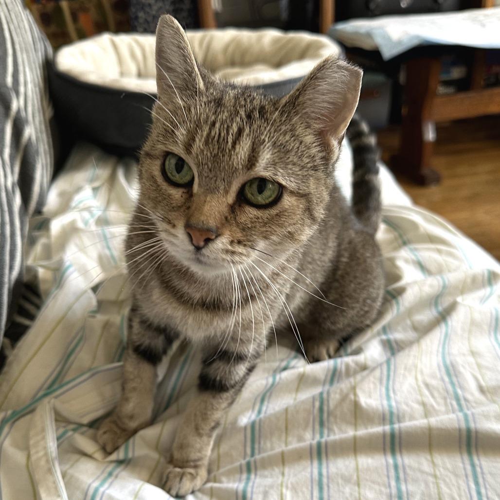 Enlarge Filena, a Adoptable Domestic Short Hair in Chicago, IL image 1/2