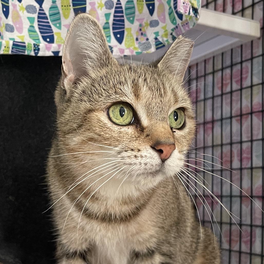 Enlarge Filena, a Adoptable Domestic Short Hair in Chicago, IL image 2/2