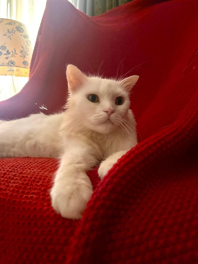 Charlotte, Adoptable, Young Female British Shorthair & Turkish Angora.
