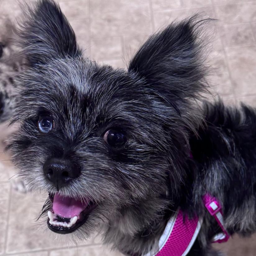 Enlarge Cassian, a Adoptable mixed breed in Coralville, IA image 1/2