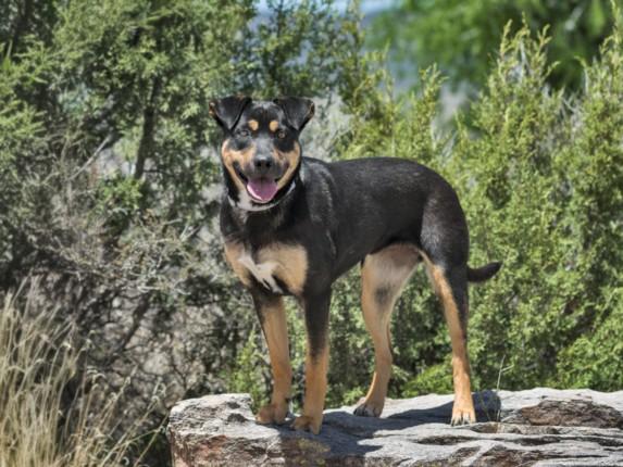 BROWNIE, Adoptable, Young Female Mixed Breed.