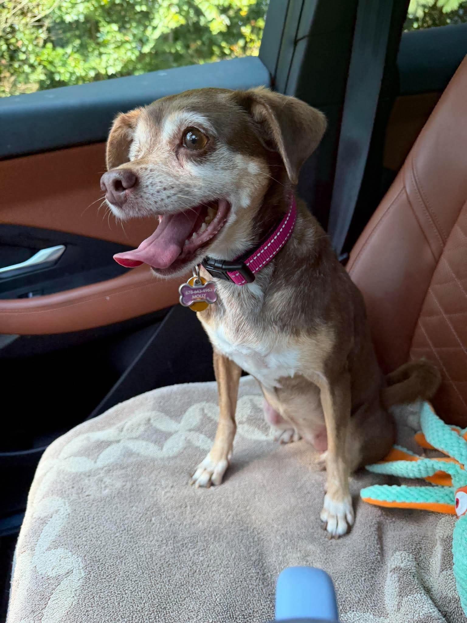 Enlarge Lola, a Adoptable Chihuahua in Whitewater, WI image 5/6