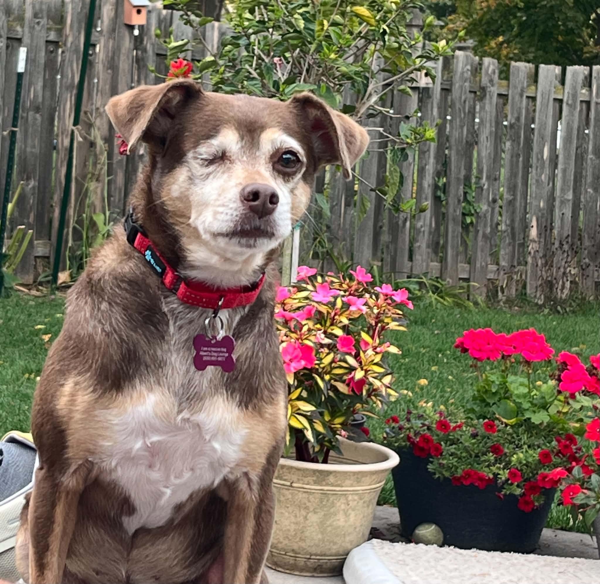 Enlarge Lola, a Adoptable Chihuahua in Whitewater, WI image 1/6