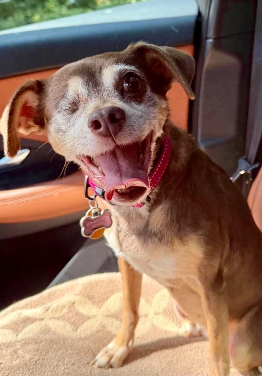 Enlarge Lola, a Adoptable Chihuahua in Whitewater, WI image 2/6