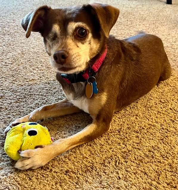 Enlarge Lola, a Adoptable Chihuahua in Whitewater, WI image 3/6