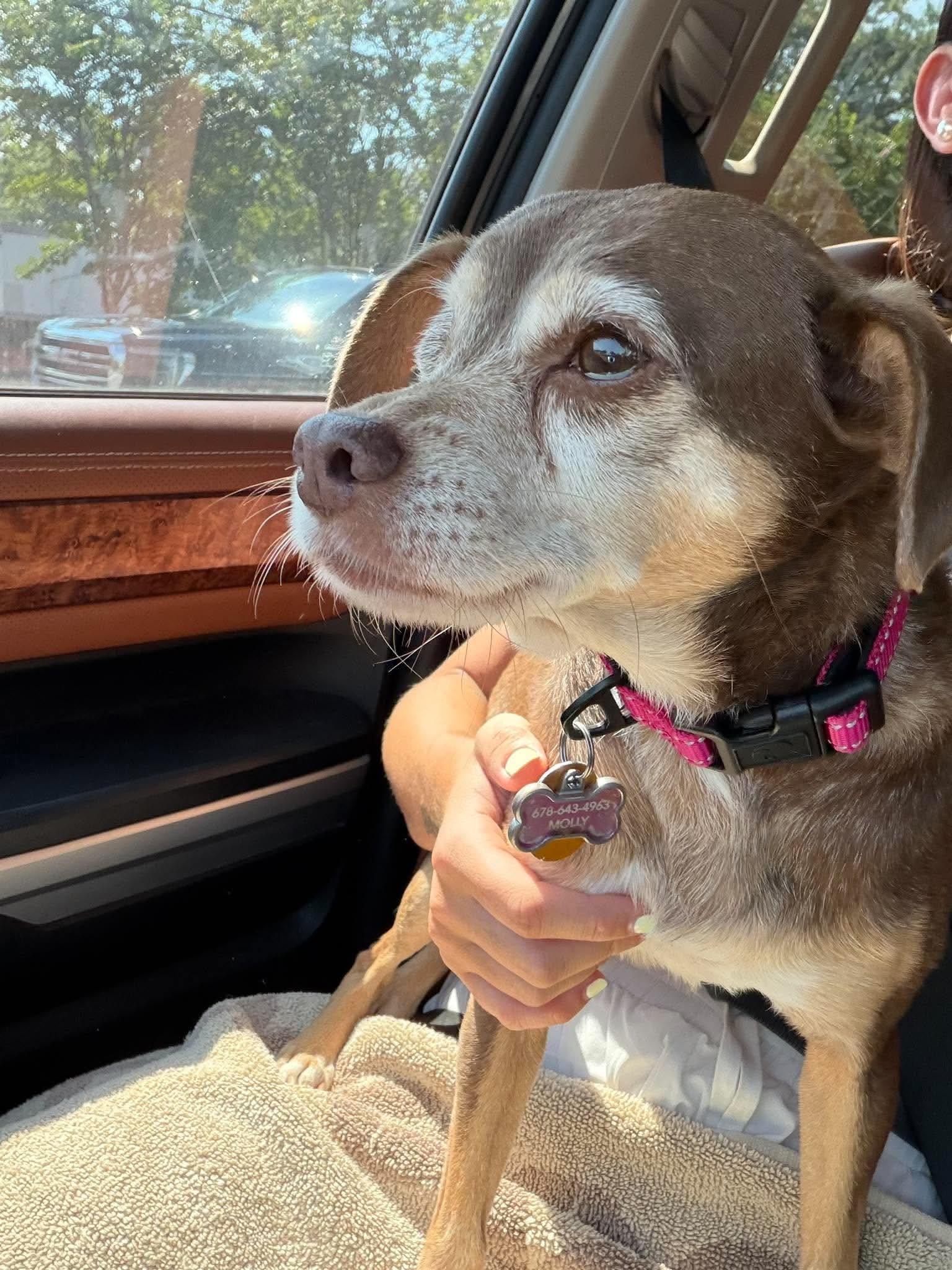 Enlarge Lola, a Adoptable Chihuahua in Whitewater, WI image 4/6