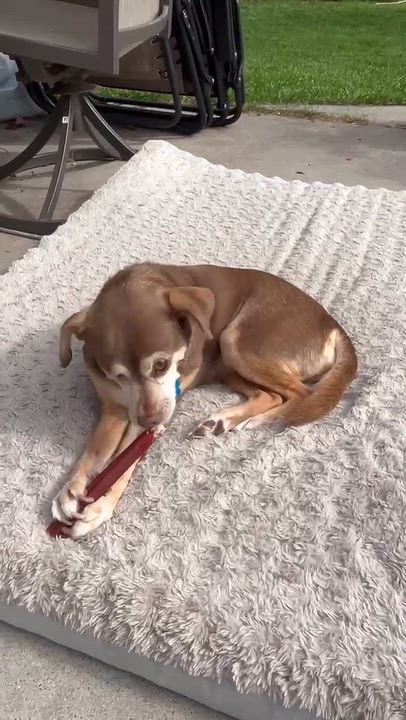 Enlarge Lola, a Adoptable Chihuahua in Whitewater, WI video 6/6