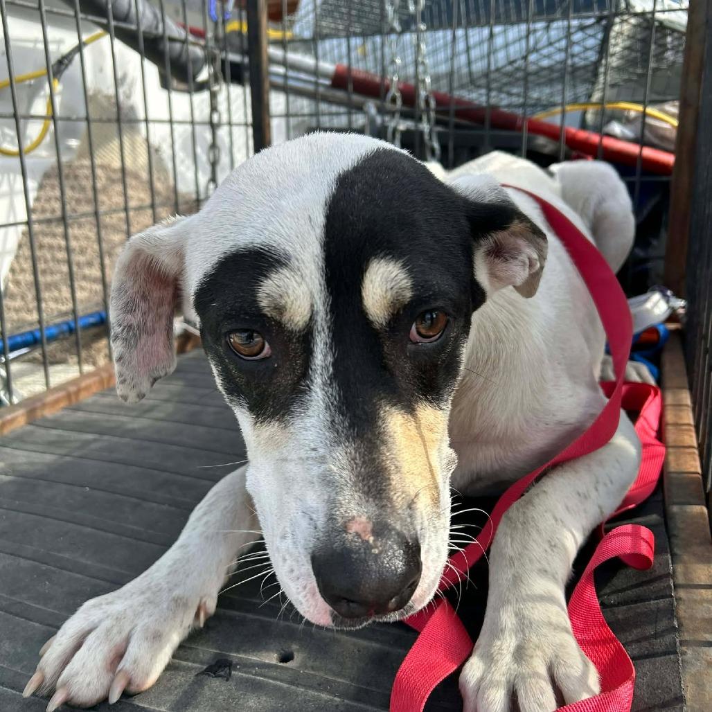 Giblet, Adoptable, Adult Male Coonhound.