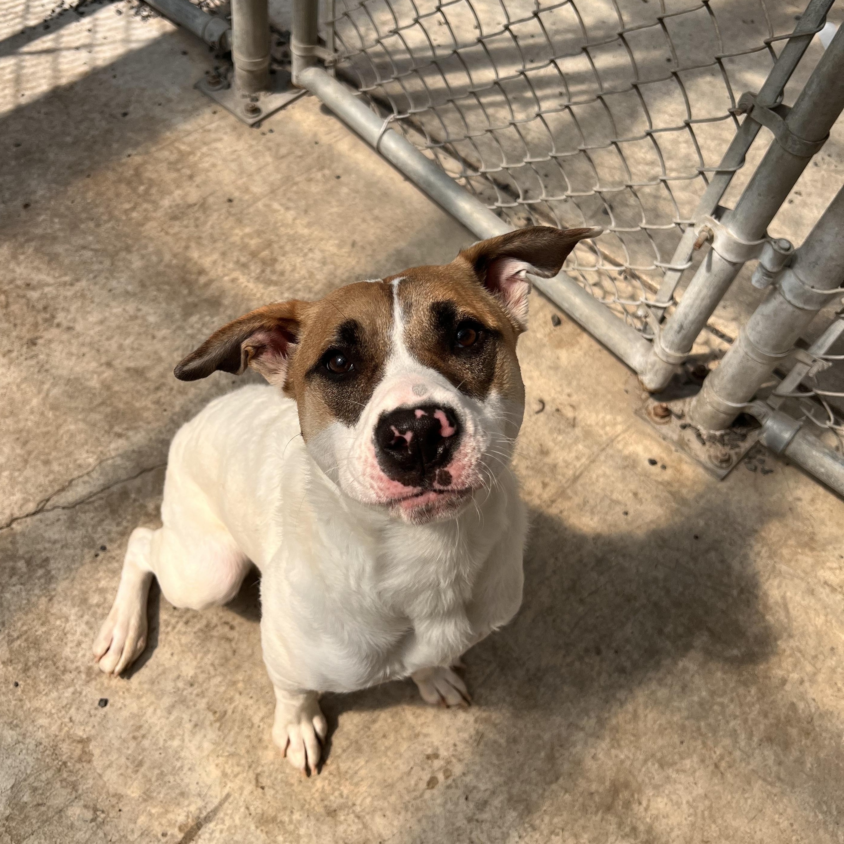 Loretha, an adoptable Pit Bull Terrier in Moscow, ID, 83843 | Photo Image 1