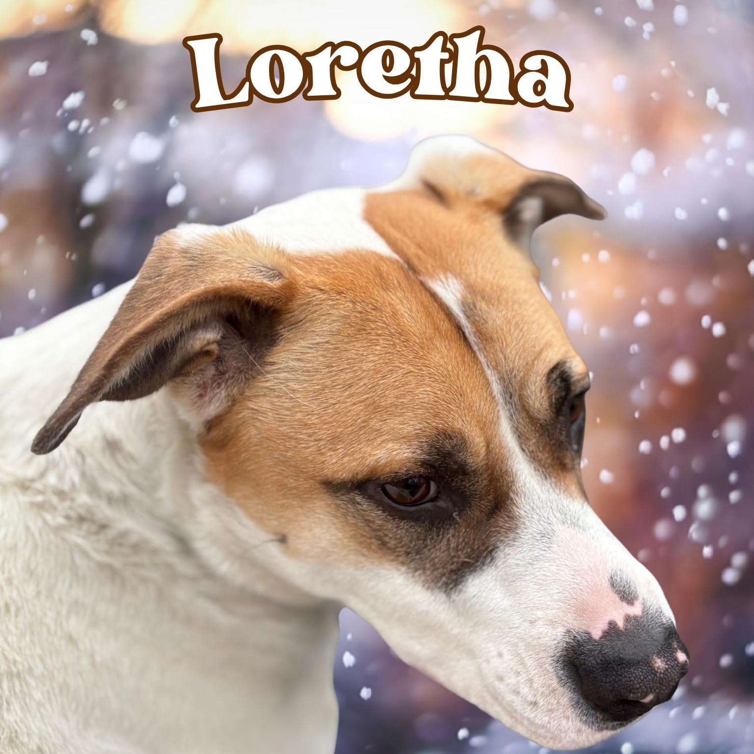Loretha, Adoptable, Adult Female Pit Bull Terrier.