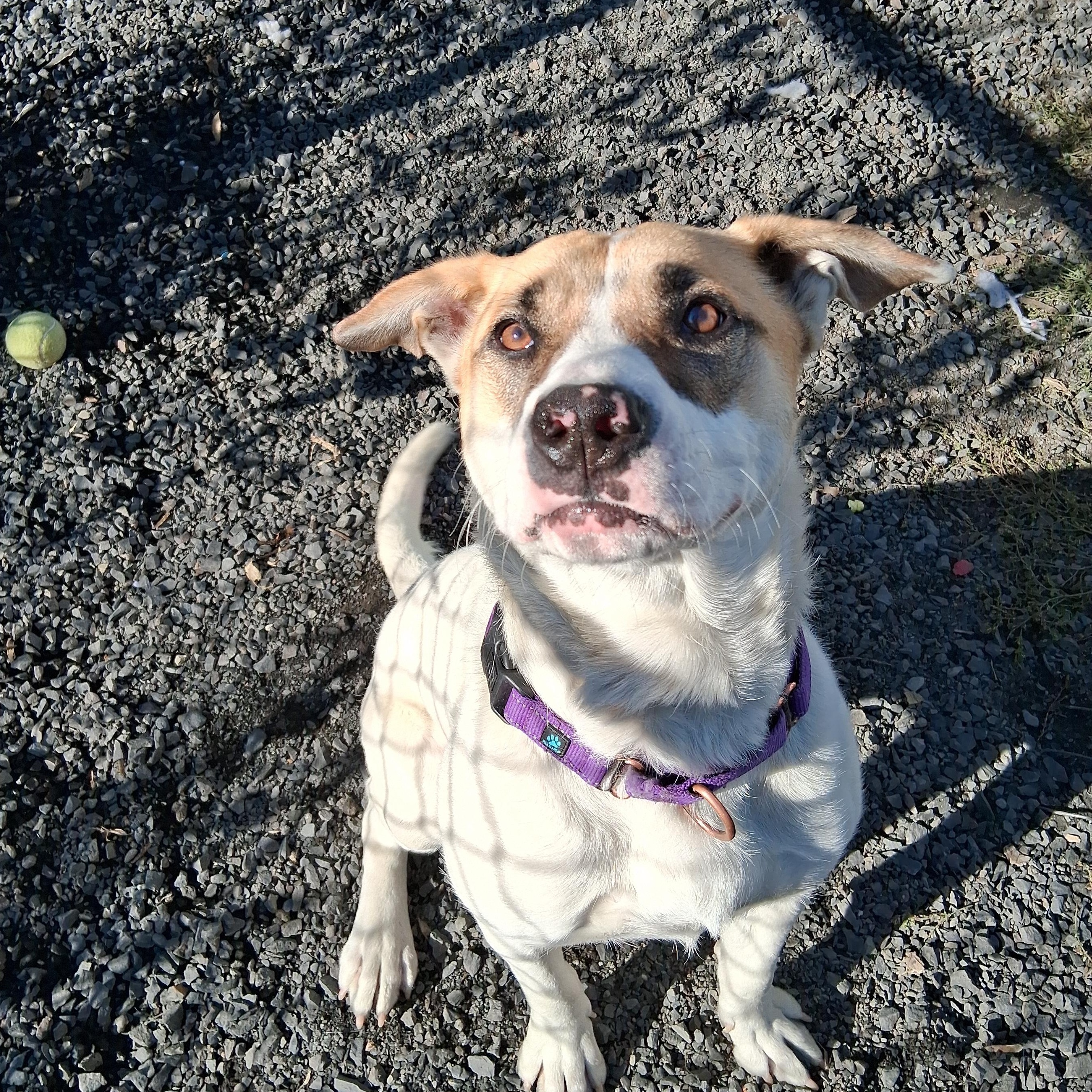 Enlarge Loretha, a Adoptable mixed breed in Moscow, ID image 5/5