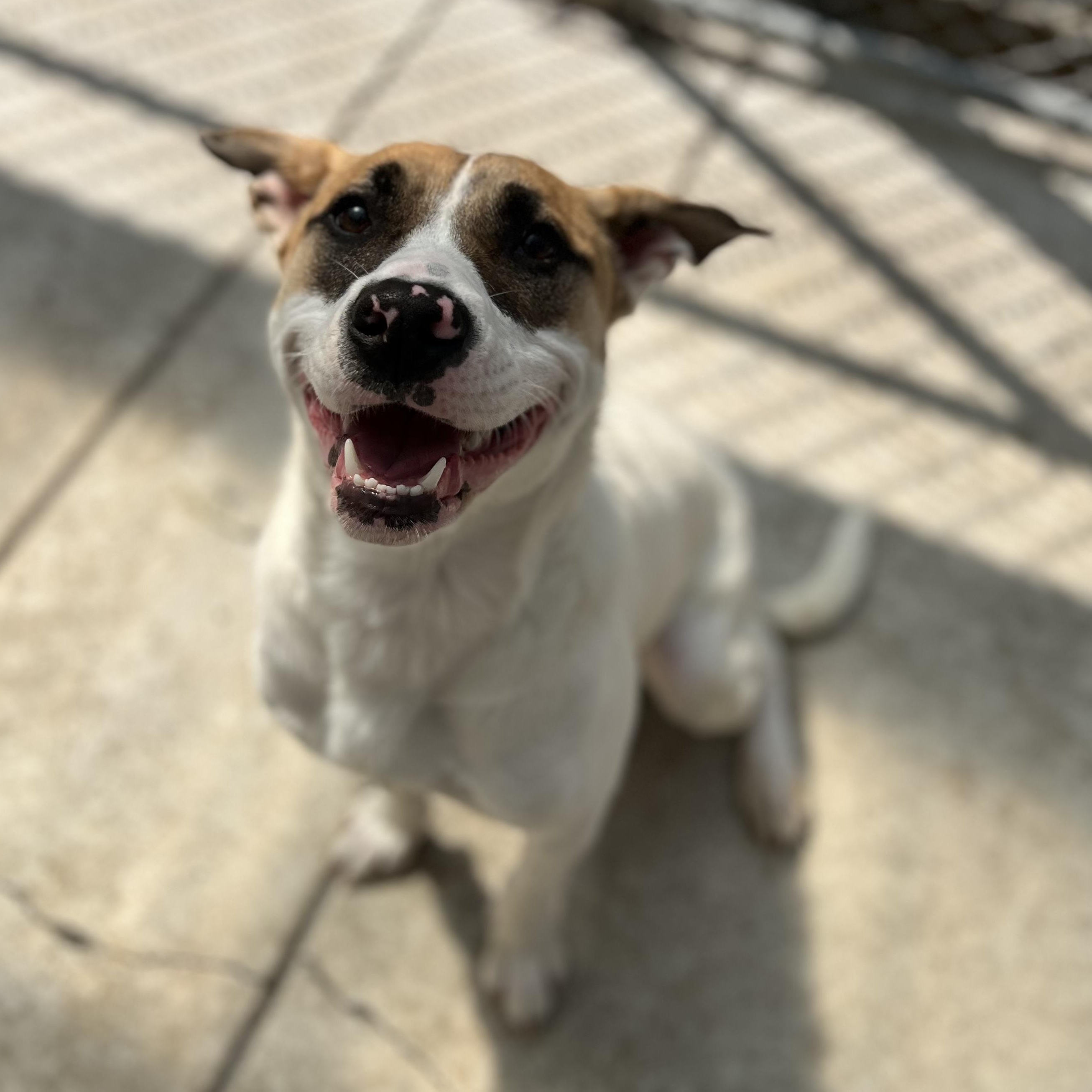 Loretha, an adoptable Pit Bull Terrier in Moscow, ID, 83843 | Photo Image 4