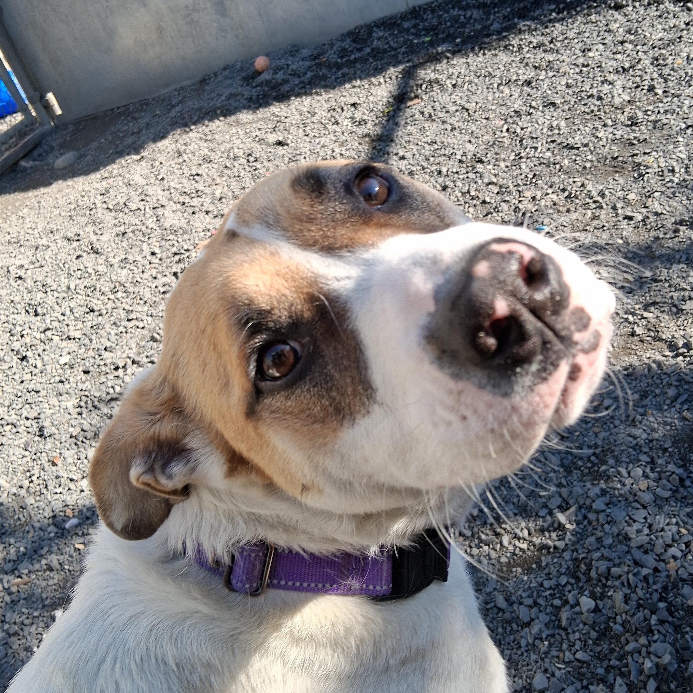 Enlarge Loretha, a Adoptable mixed breed in Moscow, ID image 4/5