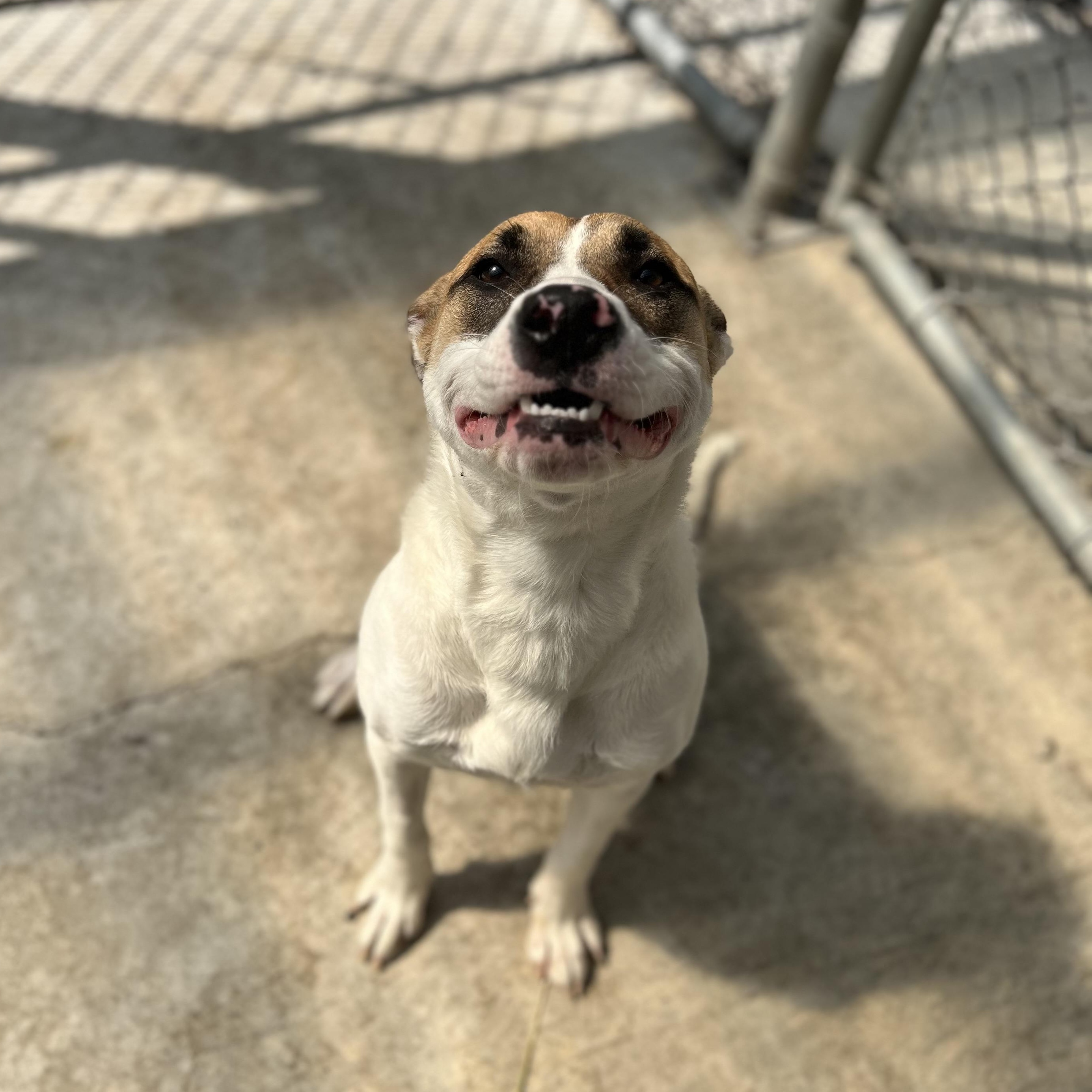 Enlarge Loretha, a Adoptable mixed breed in Moscow, ID image 2/5