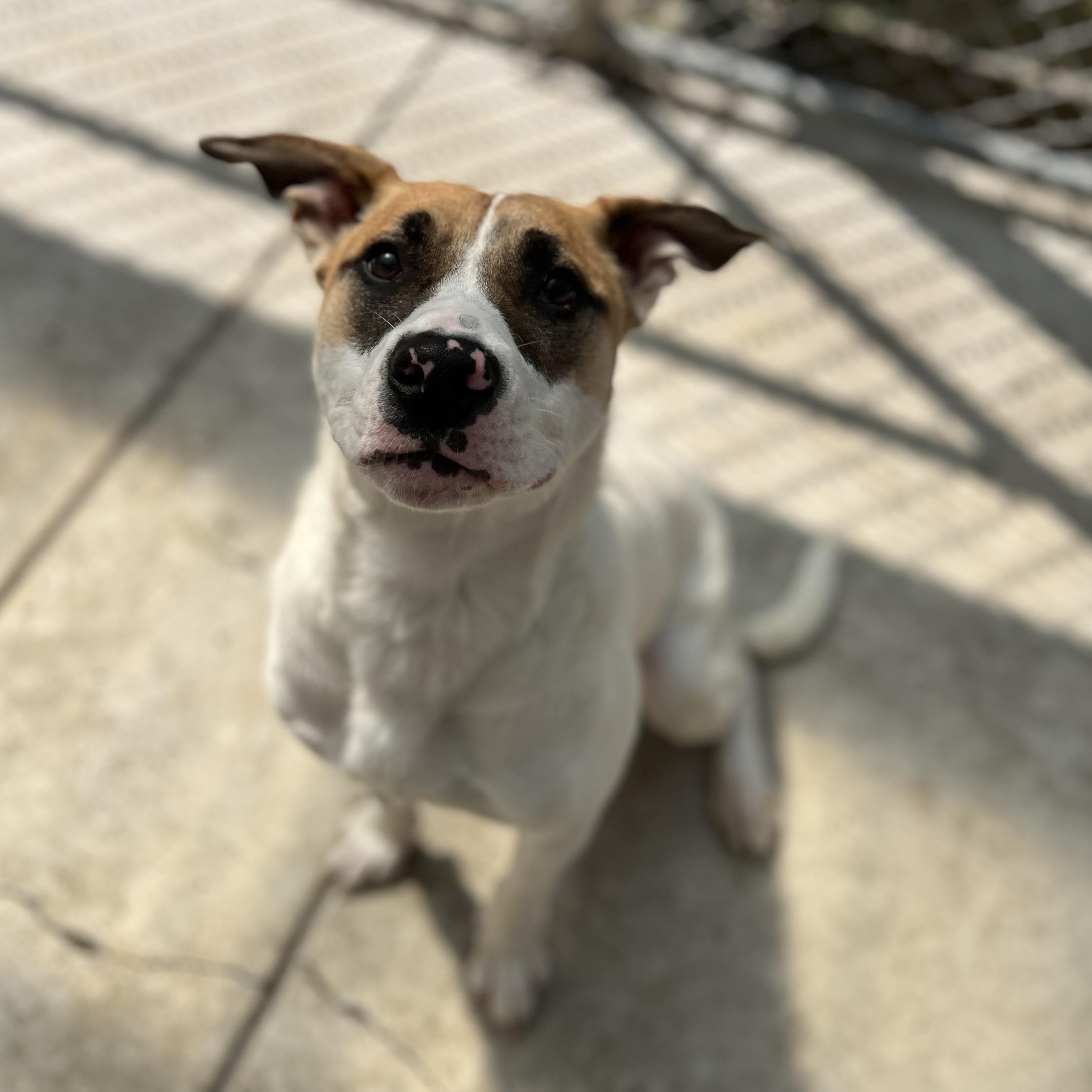 Loretha, an adoptable Pit Bull Terrier in Moscow, ID, 83843 | Photo Image 2