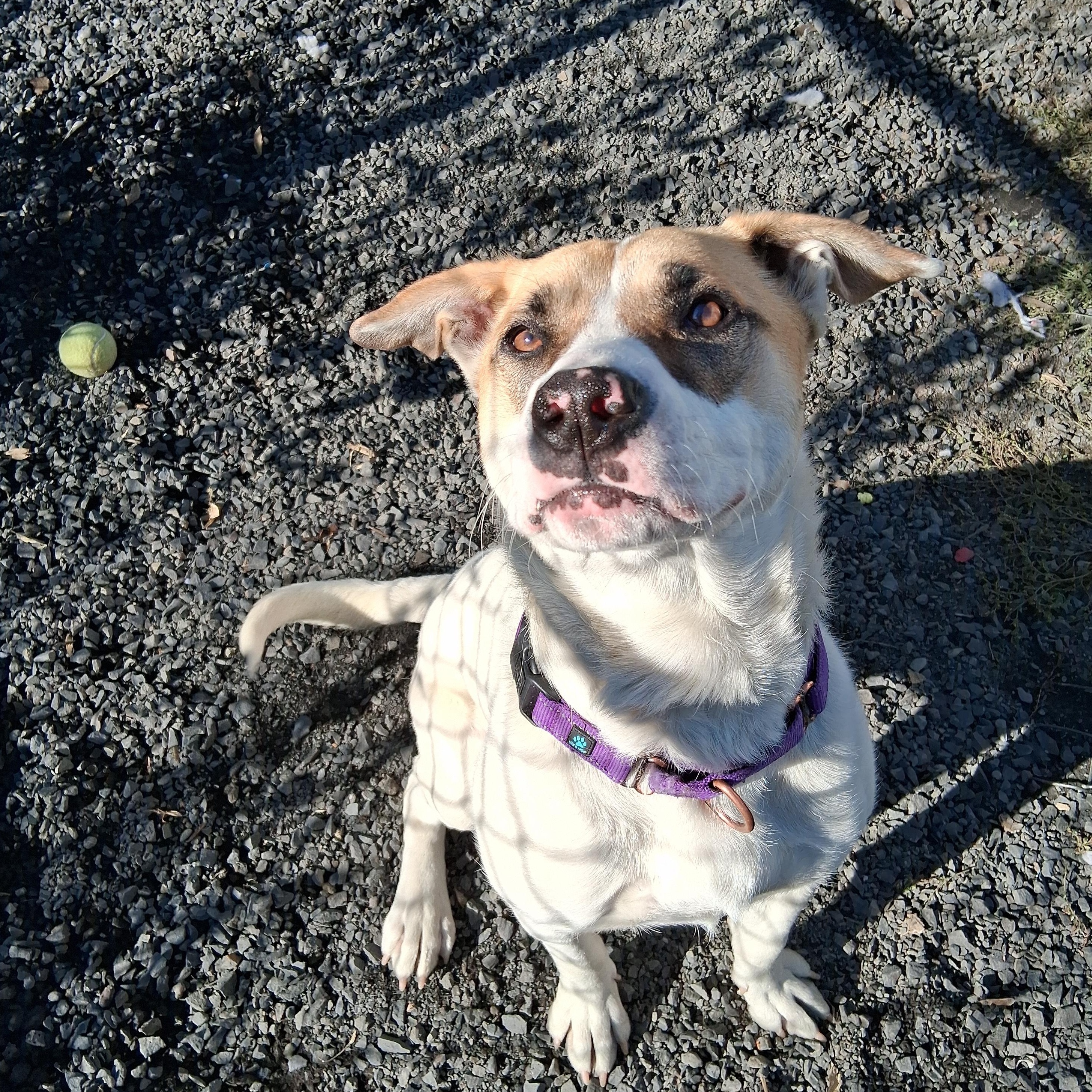 Enlarge Loretha, a Adoptable mixed breed in Moscow, ID image 1/5