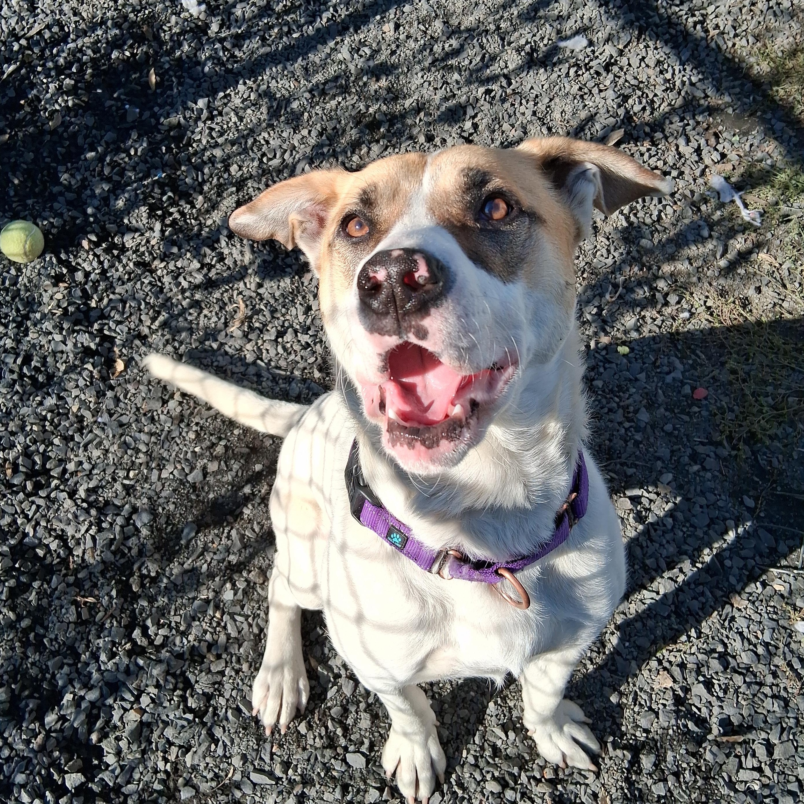 Enlarge Loretha, a Adoptable mixed breed in Moscow, ID image 3/5