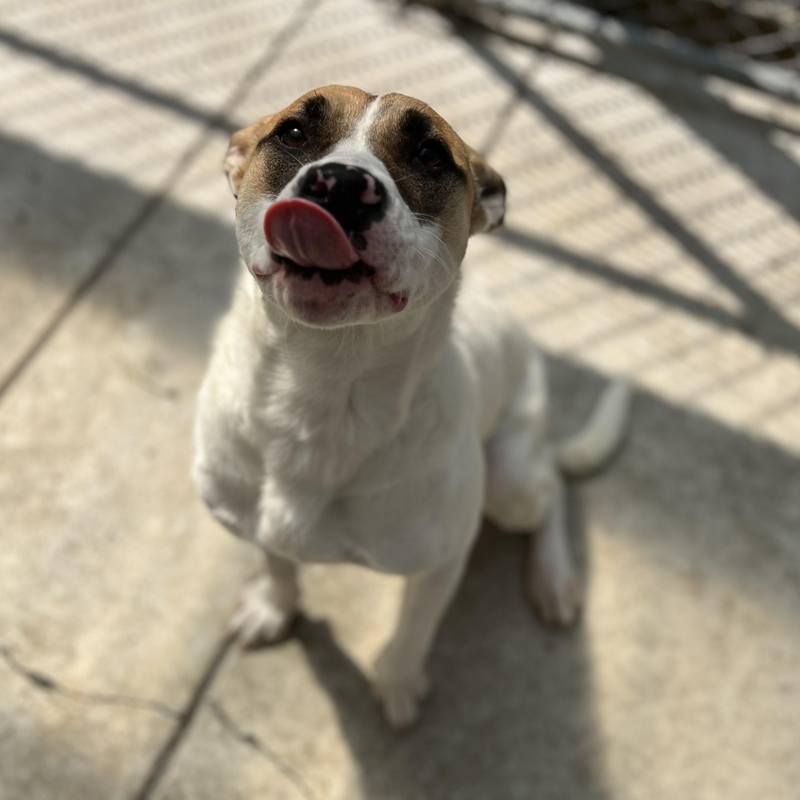 Loretha, an adoptable Pit Bull Terrier in Moscow, ID, 83843 | Photo Image 3