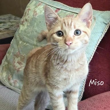 Enlarge Miso, an adopted American Shorthair in Danbury, CT image 1/1