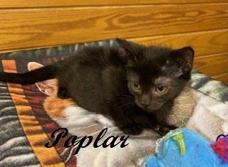 Enlarge Poplar, a Adoptable Domestic Short Hair in Raleigh, NC image 2/4