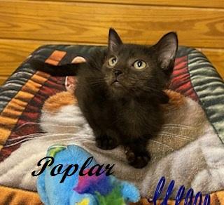 Enlarge Poplar, a Adoptable Domestic Short Hair in Raleigh, NC image 4/4