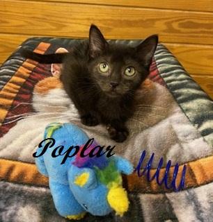 Enlarge Poplar, a Adoptable Domestic Short Hair in Raleigh, NC image 3/4