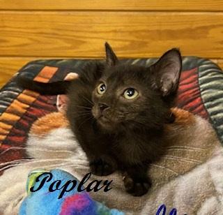 Enlarge Poplar, a Adoptable Domestic Short Hair in Raleigh, NC image 1/4