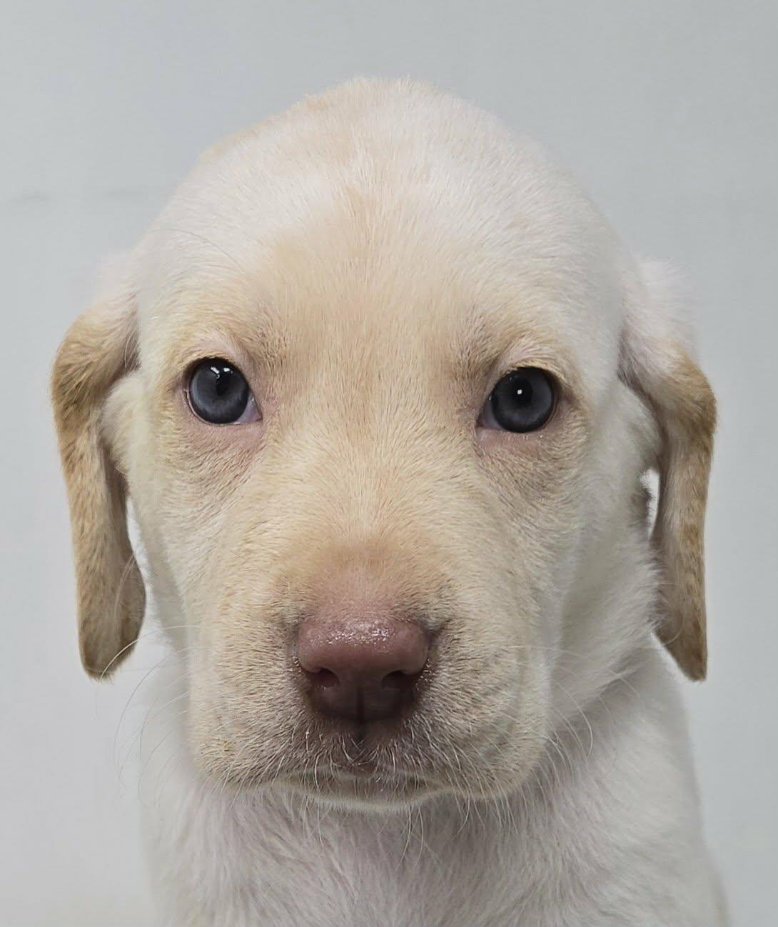 Northern Dancer, Adoptable, Puppy Female Labrador Retriever & Australian Shepherd.