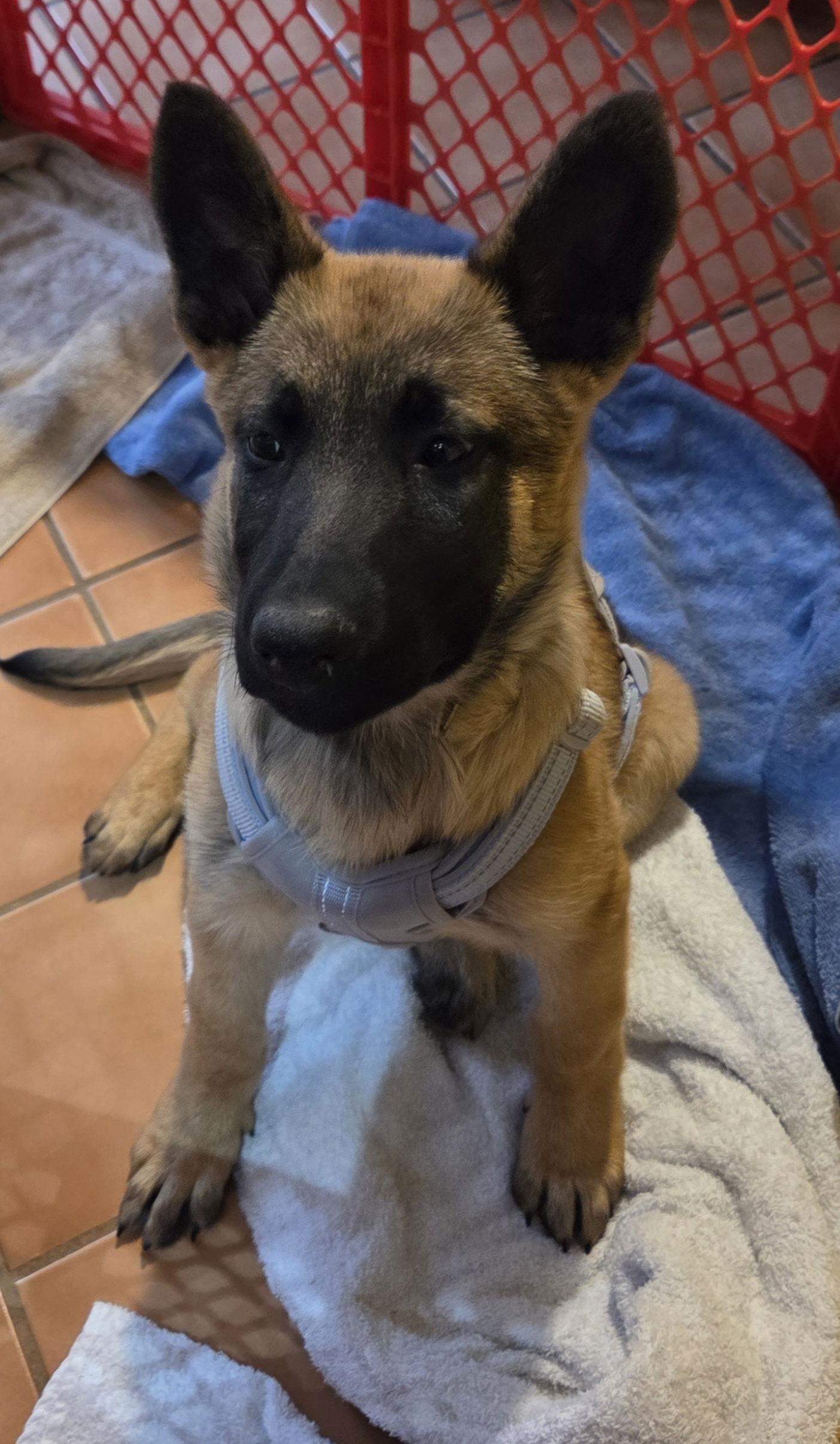 Marshall, Adopted, Puppy Male German Shepherd Dog & Belgian Shepherd / Malinois.