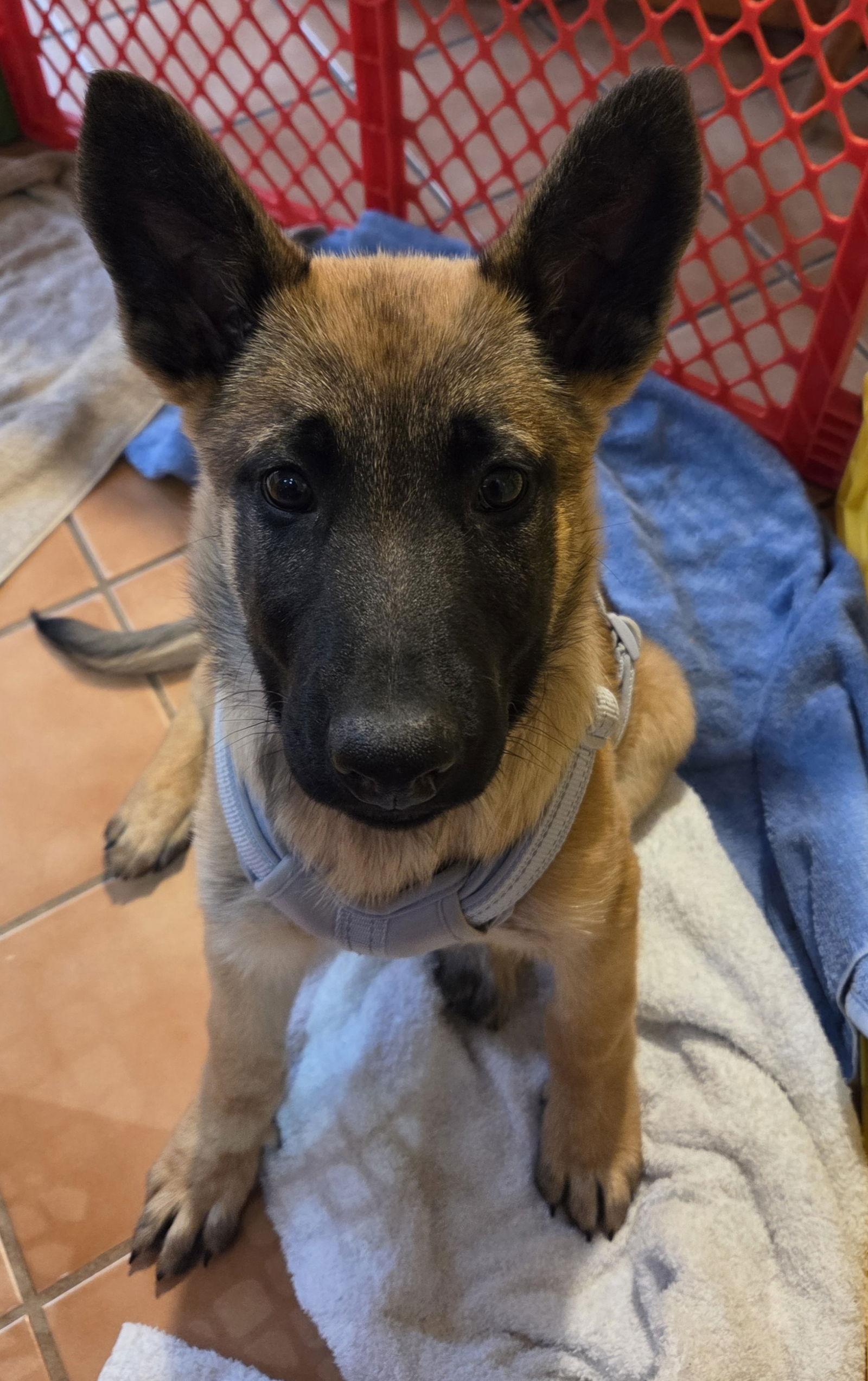 Enlarge Marshall, a Adopted mixed breed in Baltimore, MD image 2/3