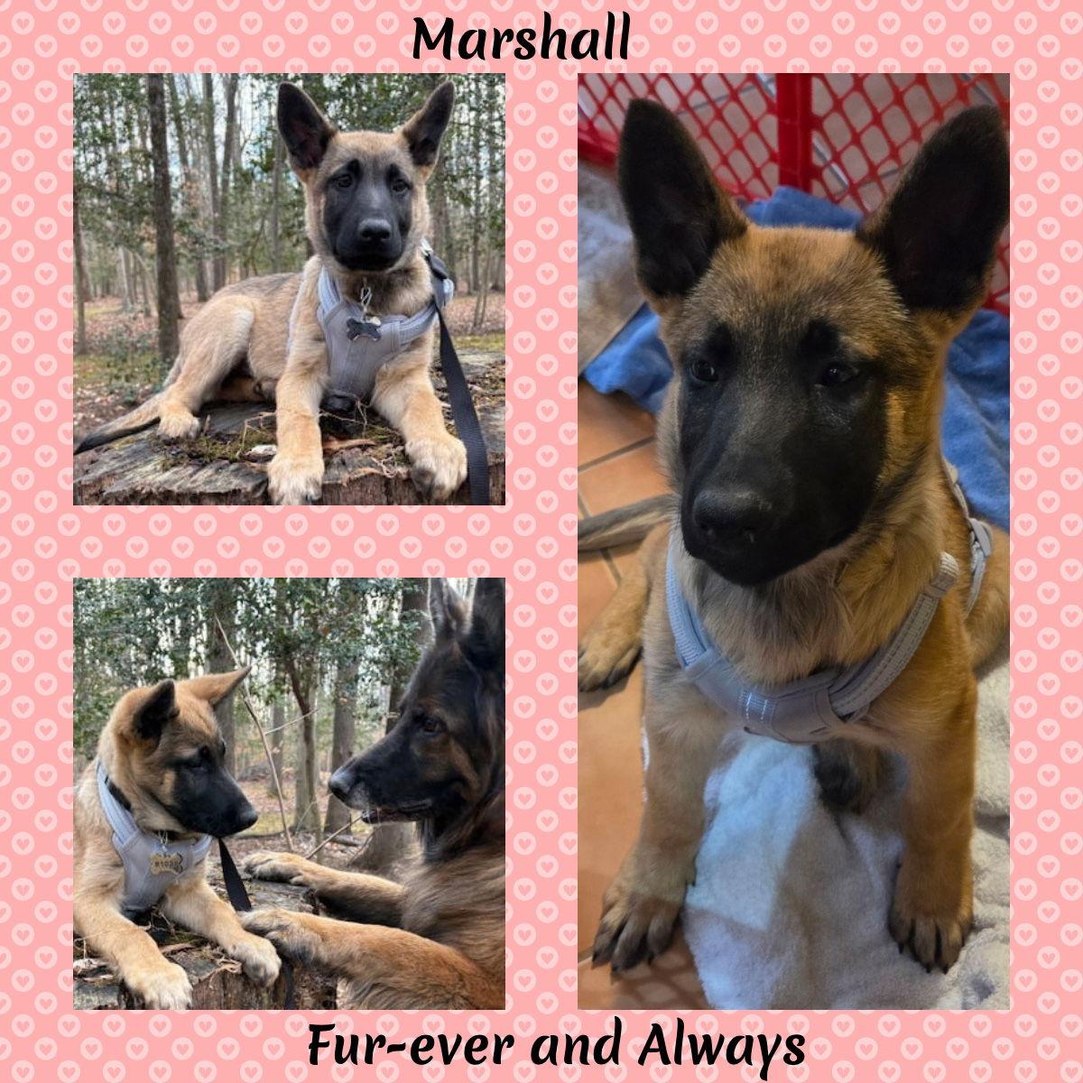 Enlarge Marshall, a Adopted mixed breed in Baltimore, MD image 3/3